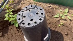 Клематис Это просто Посадка в грунт весной