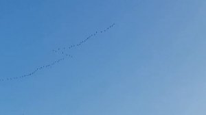 Клин журавлей