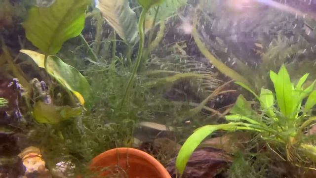 Maylandia ( blue zebra) cichlid breeding смотреть онлайн