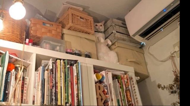 НАЙДИ КОТА с ответами Тест на внимательность Найди животных 2 смотреть онлайн