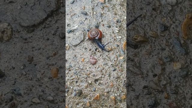 #улитки #последождя #млекопитающие Как передвигается улитка смотреть онлайн