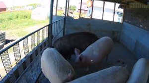 Кормлю свиней отходами из школ / восколько денег мне это обходится