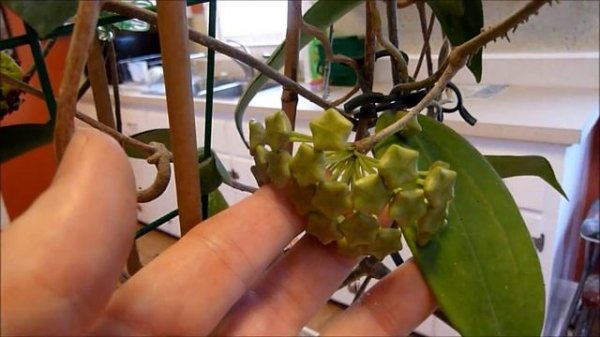 A Follow Up Visit with Hoya cinnamomifolia