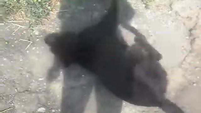 Быстрая "стерилизация" бездомных животных смотреть онлайн