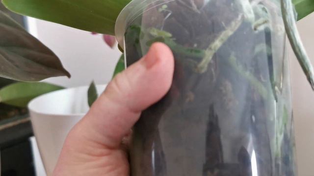 Scented Phalaenopsis Love Potion, A Fragrant Phalaenopsis Hybrid And A Very Easy Fragrant Orchid