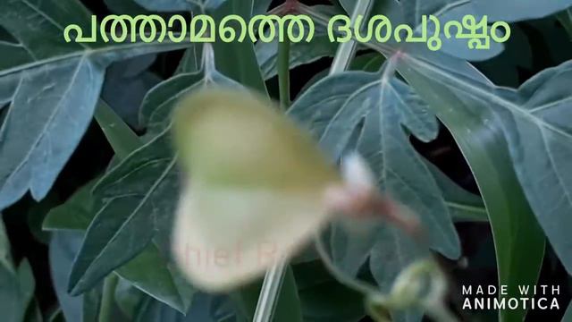 Balloon Plant Or Love In A Puff (Cardiospermum Halicacabum)
