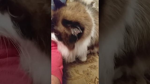 Как кошка с собакой... Это про них...))) #como #like смотреть онлайн