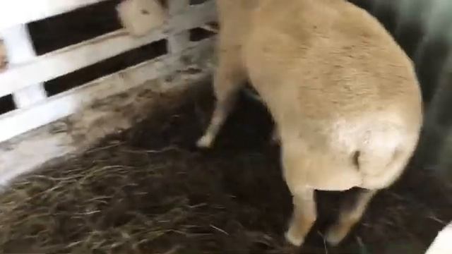 Баран Иль-де-Франс смотреть онлайн