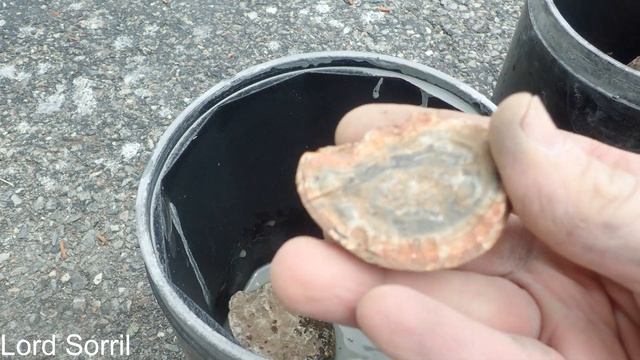 Loading QT12 Barrels (4) - Brazilian Agate - 28MAY2022 смотреть онлайн