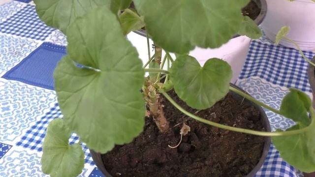 СТОИТ ЛИ ОБРЕЗАТЬ ПЕЛАРГОНИЮ НА ЗИМУ? Мои цветы. Мой опыт. смотреть онлайн