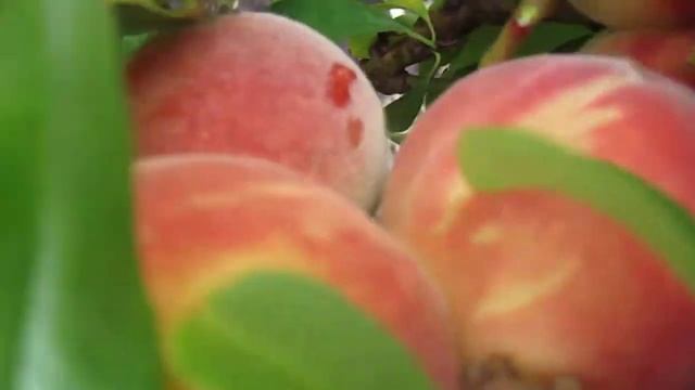 Персик колоновидный Сувенир Россия | Small Gardens смотреть онлайн