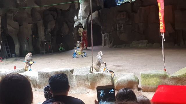 Представление на острове обезьян ХАЙНАНЬ смотреть онлайн