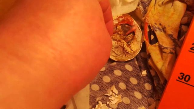 Гусёнок не хочет вылупляться, вторые сутки сидит в яйце. смотреть онлайн