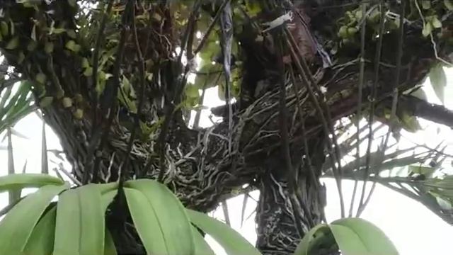 Phalaenopsis Amabilis - Species Phalaenopsis On The Tree Stump