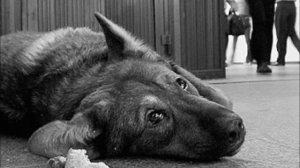 "Пёс", грустная песня о бездомных животных