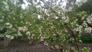 Сливово-вишневый гибрид СВГ. Сорт Мейнор. Цветение.