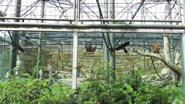 Берлинский зоопарк. смотреть онлайн