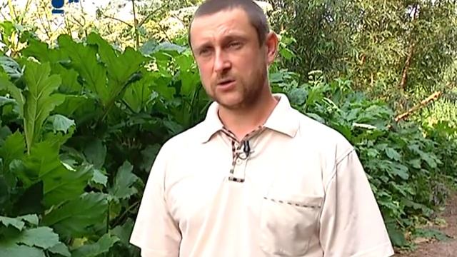 Сюжет Борщевик опасное растение 04 07 12 смотреть онлайн
