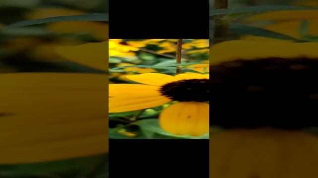 Ц В Е Т Ы смотреть онлайн