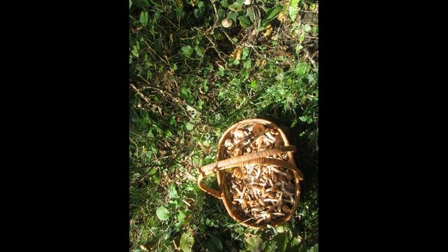 Грибы,Псебай,Красота ! смотреть онлайн