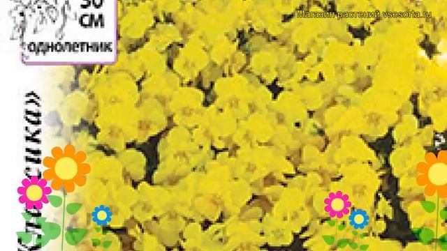 Виола ампельная Янтарный водопад. Краткий обзор, описание характеристик viola hybrida смотреть онлайн