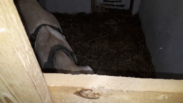 Каждому козлу по квартирке. Сенник для коз на улице. смотреть онлайн