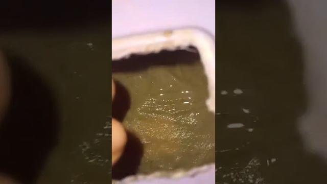Какой минимальный набор для содержания эублефара? смотреть онлайн