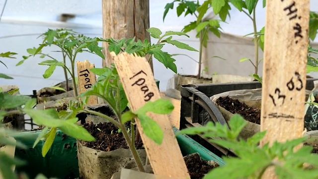 Перевозимо помідори, поливаю моно-фосфатом калію. смотреть онлайн