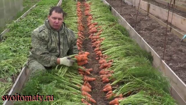 Сорт моркови "Крепыш" смотреть онлайн