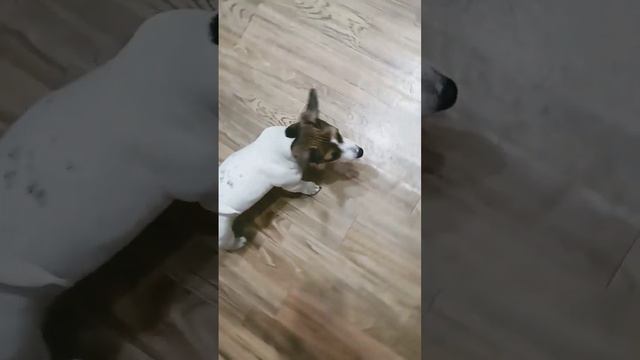 #джекрассел #джекрасселтерьер #щенок #jrt #забавныеживотные #инстасамка #заденьгида #смешноевидео смотреть онлайн