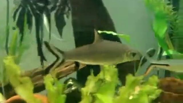 Бала акулий Balantiocheilus melanopterus смотреть онлайн