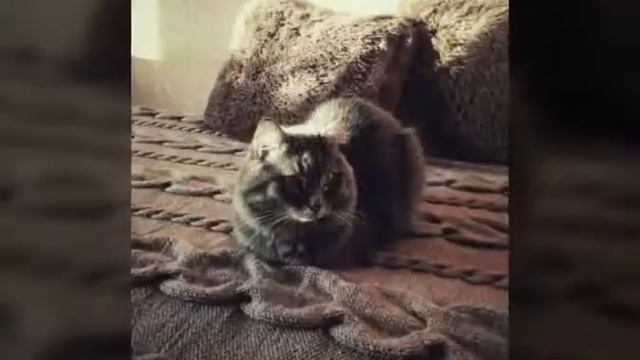 История одного пледа... смотреть онлайн