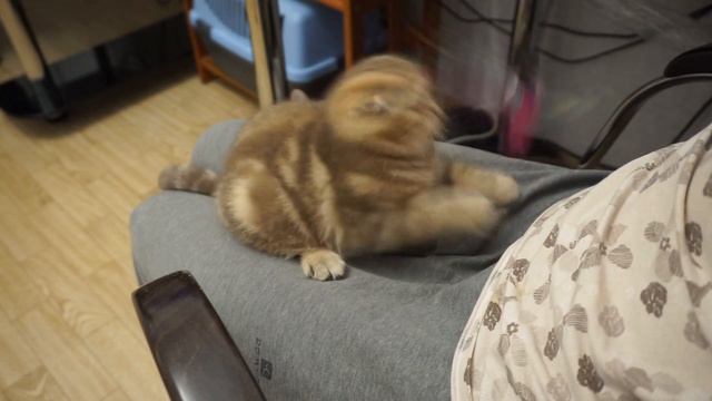 Osteochondrodysplasia, rickets, hypocalcemia in Scottish fold and straight cats смотреть онлайн