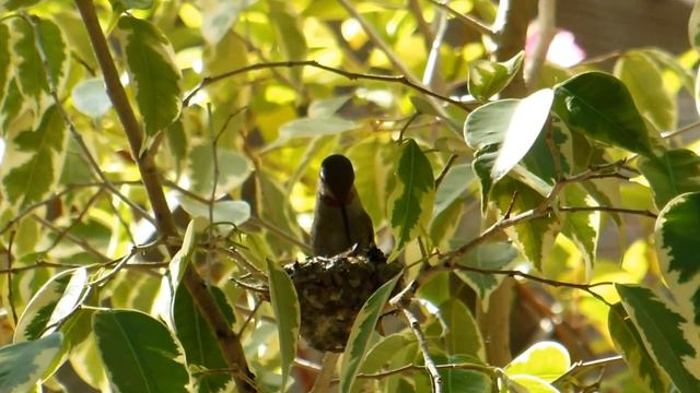 Baby Anna's Hummingbird in nest in ficus tree getting fed - May 20, 2014 смотреть онлайн