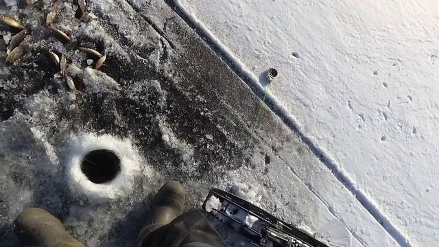 В прилове два сига. Онежское озеро. смотреть онлайн