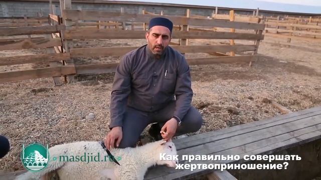 Жертвоприношение в Курбан-Байрам. смотреть онлайн