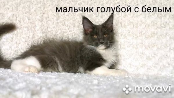 котята мейн-кун из HoneyDevil*RU г.Новосибирск