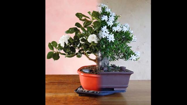 Gardenia Bloom from March through June смотреть онлайн