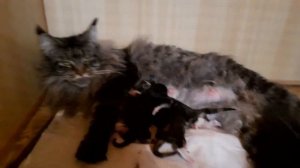 Новорожденные котята мейн-куна. Маленькие Орфейчики ?