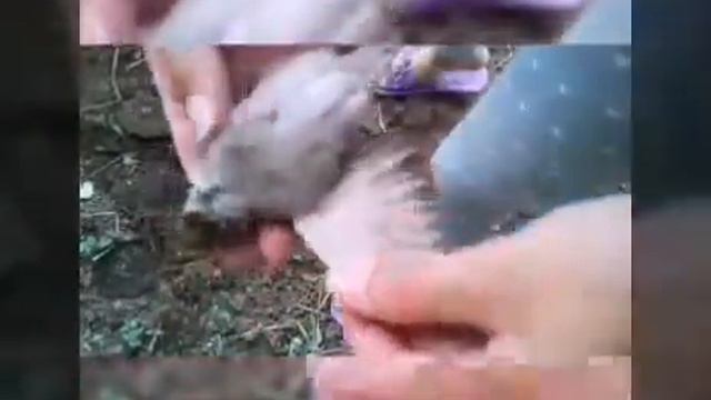 Неудачная смерть. Гроб для птицы. Могила смотреть онлайн