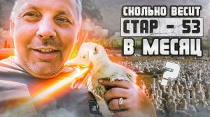 Вес утят СТАР-53 в месяц. Чем я кормлю утят с месяца? «Мое Подворье»