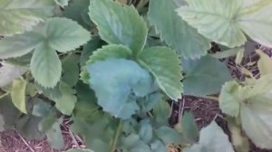 Клубника  "Богота и Хоней " , как плодоносит.