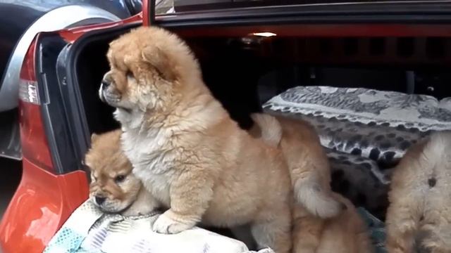 ЩЕНКИ ЧАУ-ЧАУ Фиолетовые Язычки. Puppy chow. チャウ・チャウ Одесса. смотреть онлайн
