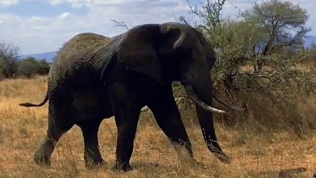 Ngorongoro Crater, Tanzania: Africa’s Garden of Eden - Best Wildlife Safari in the World! смотреть онлайн