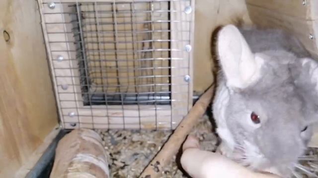 Обзор на мой стелаж для шиншилл. смотреть онлайн
