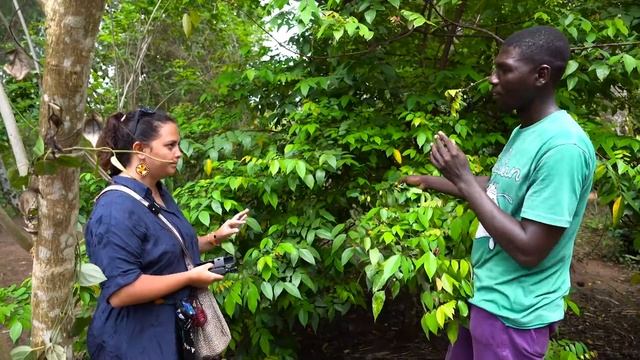 Танзания #6 | Джунгли Занзибара, Джозани Форест, Мангровый лес, Ферма специй, Обезьяны и Сад бабоче смотреть онлайн