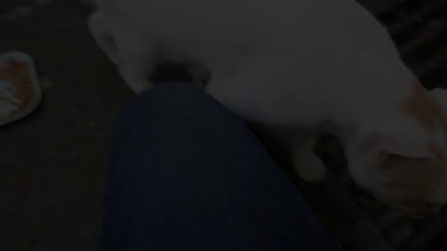 Blind Cat Meowing For Food