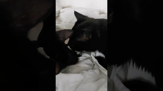 СОВМЕСТНЫЕ РОДЫ: КОТ И КОШКА. смотреть онлайн