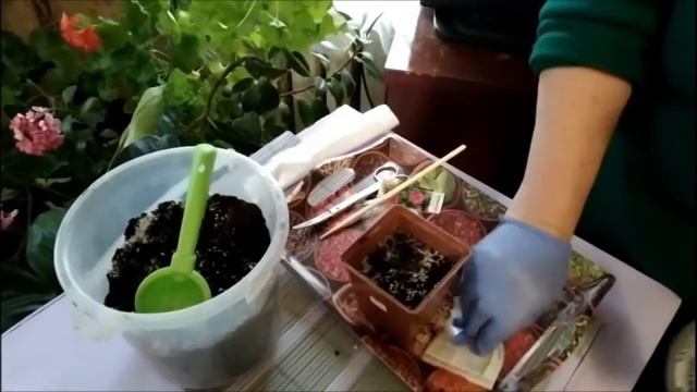 Трансляция| Объединение 