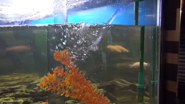 Обслуживание пресноводного аквариума смотреть онлайн